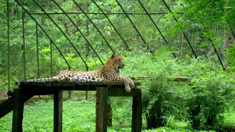 Wildlife Sanctuaries Of Goa