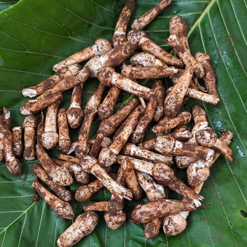 Monsoon Foods In Goa