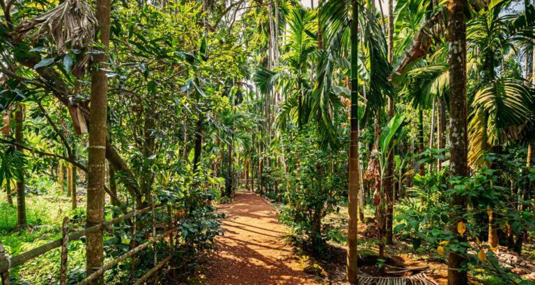 Spice Farms In Goa
