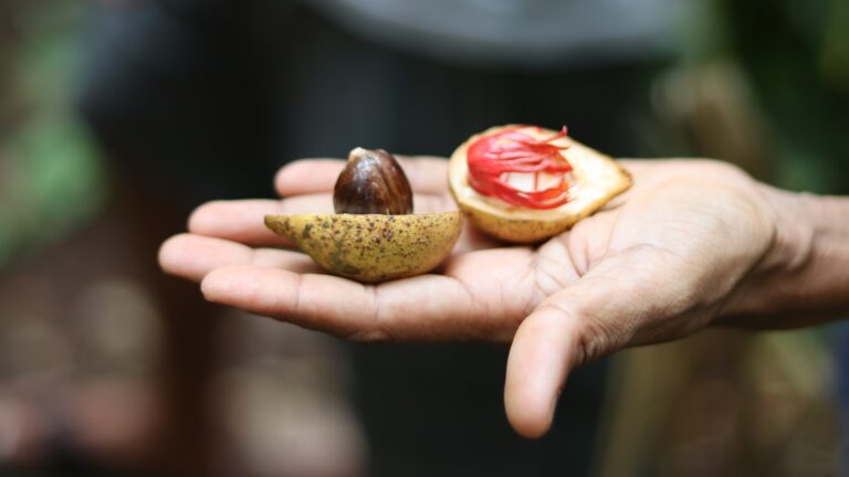 Best Spice Farm in Goa