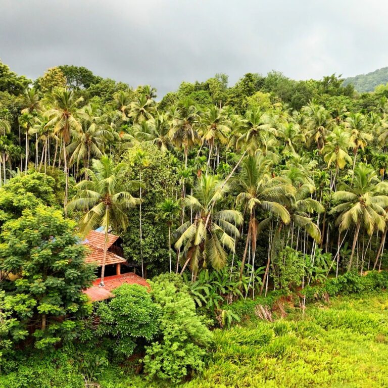 Savoi Plantation (Savoi Verem Goa)